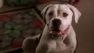 Homeward Bound: The Incredible Journey
