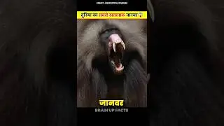 Who Is The World's Most Dangerous Animal | #shorts #trending #facts