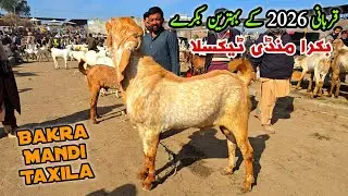 Qurbani Bakra Eid Ka Mall Bakra Mandi Taxila Latest Update February 2026