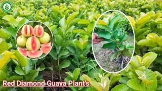 Red Diamond Guava Plant For Sale All Over India Supply For Plant's 🌳🚉📲M\N=9134227145