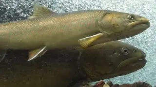 Idaho's Bull Trout Country