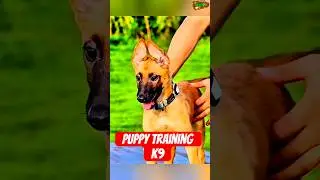 The stories about the loyalty of the Malinois dog: #k9 #malinois