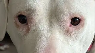 Dogo Argentino eats whole, raw chicken 