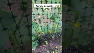 Growing All Types of Cucumbers in My Organic Backyard Food Garden! #gardenfresh #mygarden #vertical