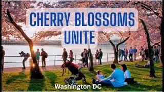 Cherry Blossoms Unite DC: A Tidal Basin Spectacle (Original Song)