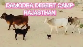 INDIA Travel | RAJASTHAN TRIP | Aesthetic ambience of Damodra Desert Camp in Jaisalmer #deserttour