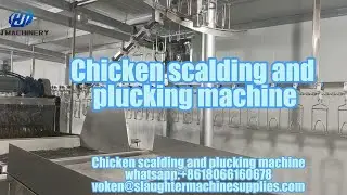 Chicken Scalding & Plucking Machine for Slaughter Line
