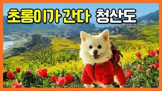 초롱이가 간다. 오빠의 발자취를 따라서 청산도편 여행을 혼자 떠난 초롱이의 모습과 청산도의 풍경 현과롱 촬영+ai영상포함 puppy travel. dog trip #현과롱