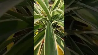 ☘️5 Best indoor Air purifier plants In my garden 🪴 Homegardening 🏡☘️🥰#ytshorts #viral #shorts