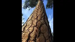 GUIDED MEDITATION - DEEP NATURE