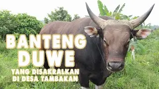BANTENG DUWE YANG DISAKRALKAN MASYARAKAT DESA TAMBAKAN