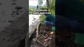 #mancingmelem #mancingsungai #shortvideo #shorts #short #shortsviral #ikannilem