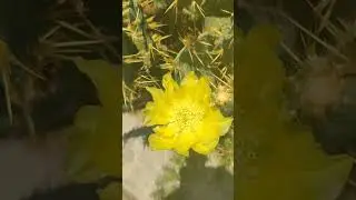 #кактусы #цветы #природаудома #trees #cacti #flowers #natureathome #standwithisrael