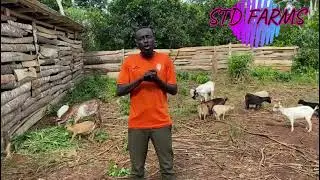 FOOTROT TREATMENT-  goat farming in Ghana