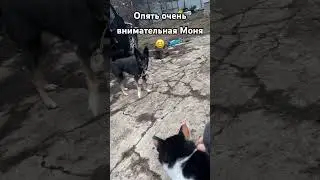 #oldies #song #vintage #music #cat #питомцы #суперсобака #кошки