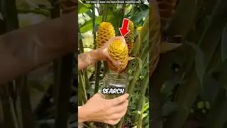 This Jungle Plant Works Like Natural Shampoo | #shorts