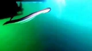 Tracking American eels