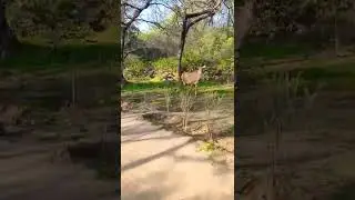 Nilgai(Blue cow ) in Sanjay van|| Traveller Himanshu