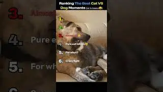 Ranking The Best Cat VS Dog Moments