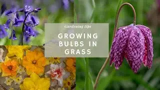 NATURALISING Spring Bulbs in GRASS 🌷| Planting Fritillaries & Daffodils | Bulbs Growing Series (#3)