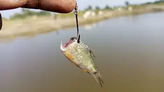 Best Single Hook Catching Snakehead Fish