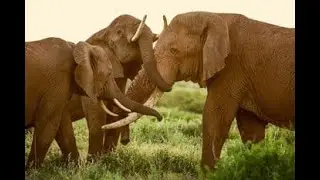 Fact & Faith Series 5; Elephants; Lessons from elephants.