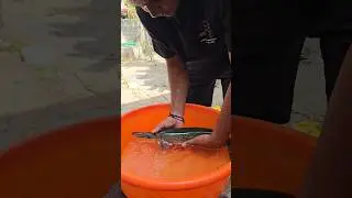 நம்ம Gar🐊 சாப்பிடவே இல்ல☹️ #kolathurfishfarm #aquariumfish #fishkeepinghobby #fish #vlog #fishing