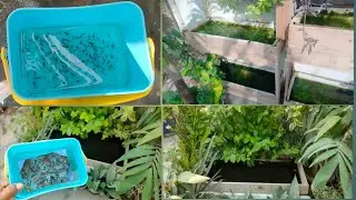 natural guppy fish breeding setup get 200 fry in 10 days.