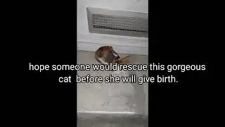 Needs urgent help/to all cat lovers