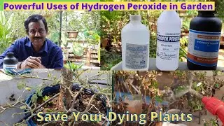 Benefits Hydrogen Peroxide for Plants in the Garden |  మొక్కలకి హైడ్రోజన్ పెరాక్సైడ్  ఉపయోగాలు
