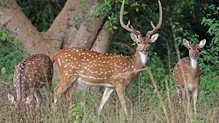 Variety of deers (Sai nsrr)