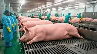How Millions Of Pigs Are Raised & Processed Into Billions Tons Of Sausages&ndash; Pig Process In Factory