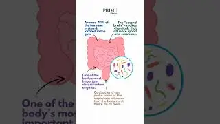 GUT FACTS #health #guthealth #guts #guthealthtips #tips #healthtips #prime #primehealth