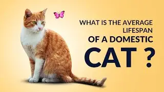 What is the average lifespan of a domestic cat?