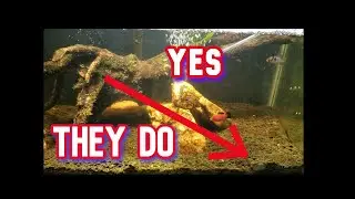 Do Nerite Snails Burrow In The Substrate?