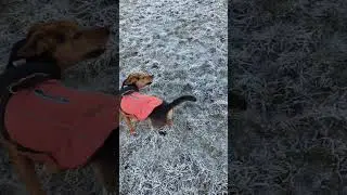 happy dog, spinning, jumping #cute #dog #happy #jrt #fun