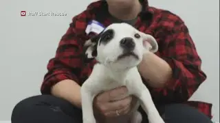 The Mental Health Benefits Of Having A Pet