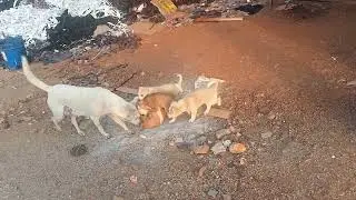 dog ke bacha👍