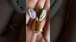 Shelling haul in Hawaii!