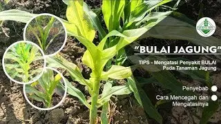 Tutorial pencegahan bule simpel dan pakai logika di jamin aman 99'9% bahkan 100% aman dari bule