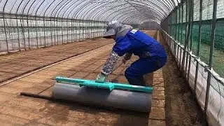芽が出揃いました❗️育苗ローラーを掛けます。