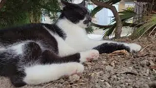 2025 08 27 さくら猫・地域猫④ ロロちゃん