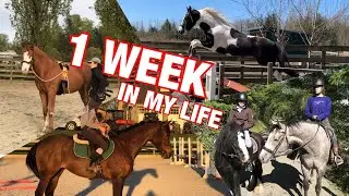 A Week In My Life as a Horse Trainer