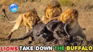 Epic Lion vs Buffalo Showdowns!