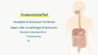 Stofskiftet: Proteinstofskiftet