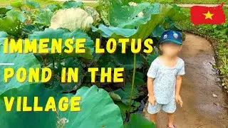 Magnificent Lotus Pond | Vietnam Village Life