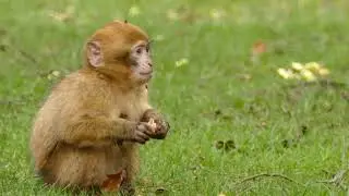SMALL MONKEY EATING!...
