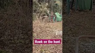 Hawk hunting birds￼