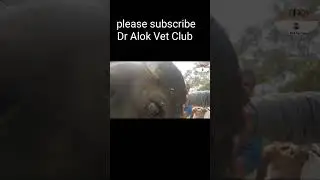 surra | trypanosomiasis | facial paralysis #shortvideo #viral #trending #shorts @Dr Alok Vet Club