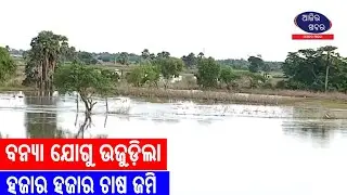 ବନ୍ୟା ଯୋଗୁ ଉଜୁଡ଼ିଲା ହଜାର ହଜାର ଚାଷ ଜମି  || Samajaraaina || Ajira Khabar ||